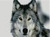 Алмазна мозаїка Гарний вовк