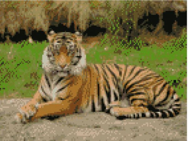 Алмазна мозаїка Гарний тигр