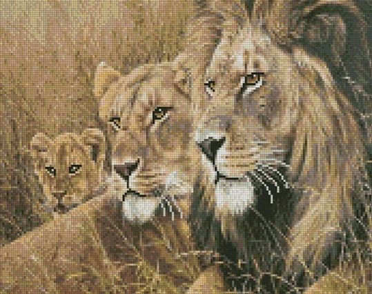 Алмазна картина  Сім'я лева у савані