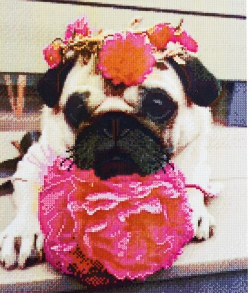 Алмазна картина Мопс із квітами