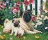 Алмазна мозаїка  Мопси на галявині
