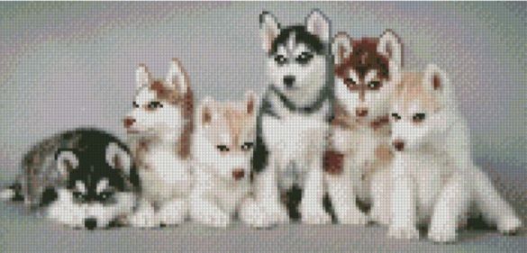 Алмазна мозаїка Маленькі хаски