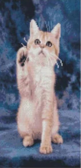 Алмазна мозаїка Кошеня