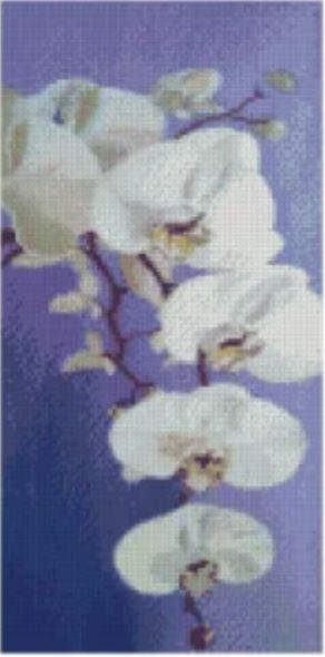 Алмазна мозаїка Колір орхідеї