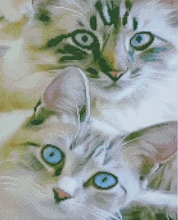 Алмазна картина Погляд котиків