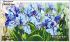 Панно для вишивки Магія ірисів