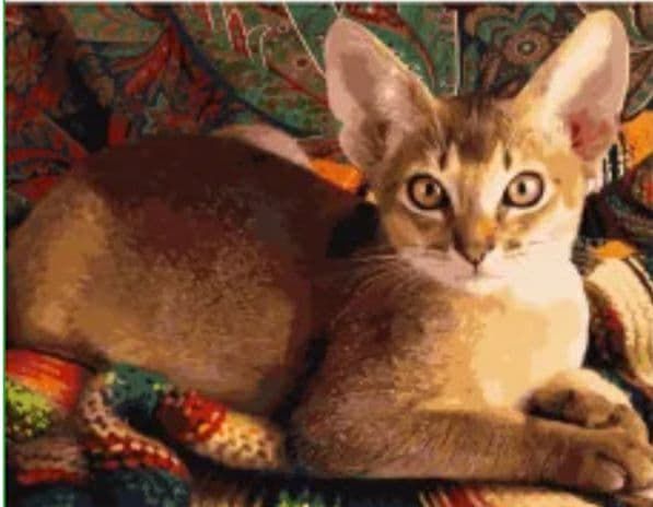 Картина за номерами Домашня кішка