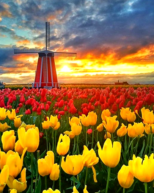 Діамантова вишивка 